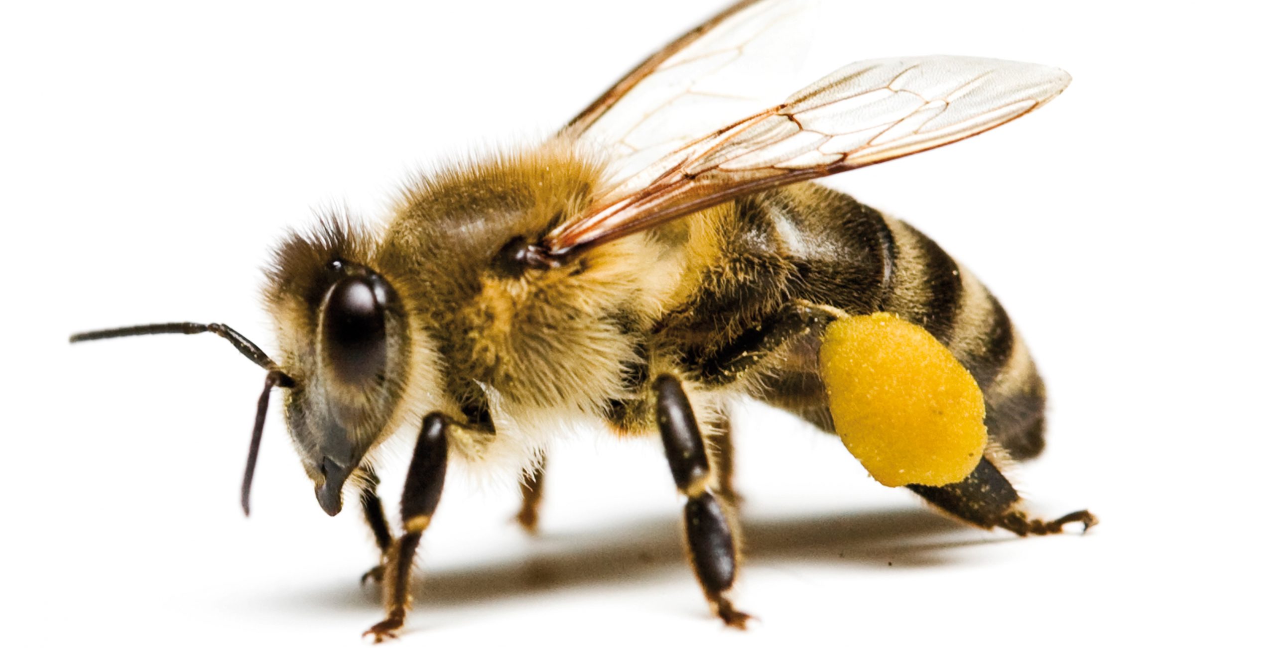Zajęcia przyrodnicze prowadzone w ramach wystawy „Boże robotnice. Pszczoły nie do podrobienia, nie do zastąpienia”