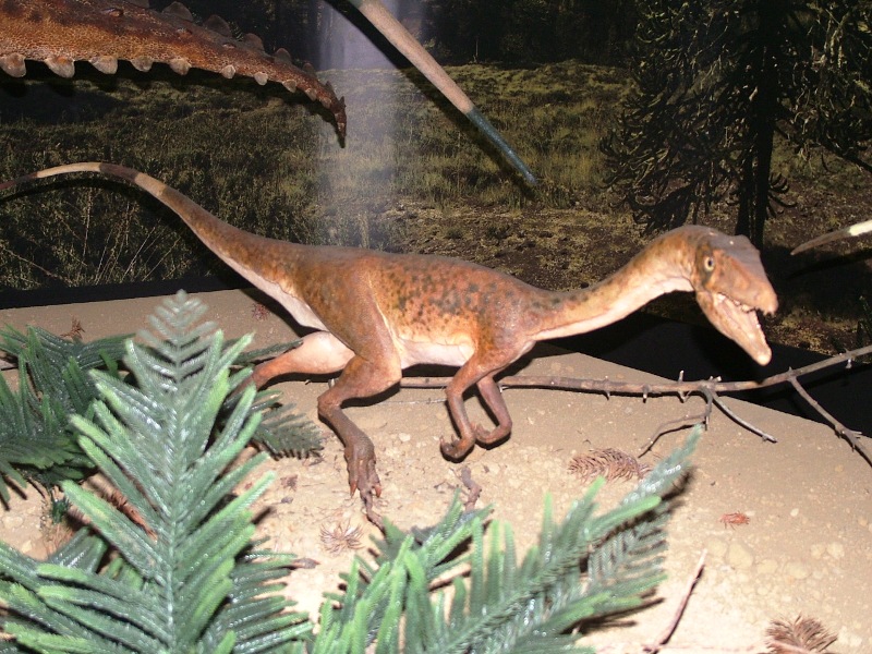 Fragment ekspozycji paleontologicznej w Muzeum