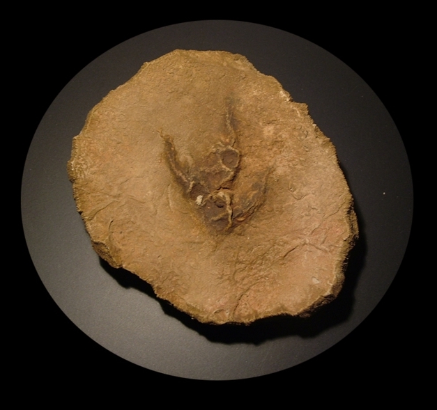 Zbliżenie na trop Komsognata - wystawa paleontologiczna Muzeum