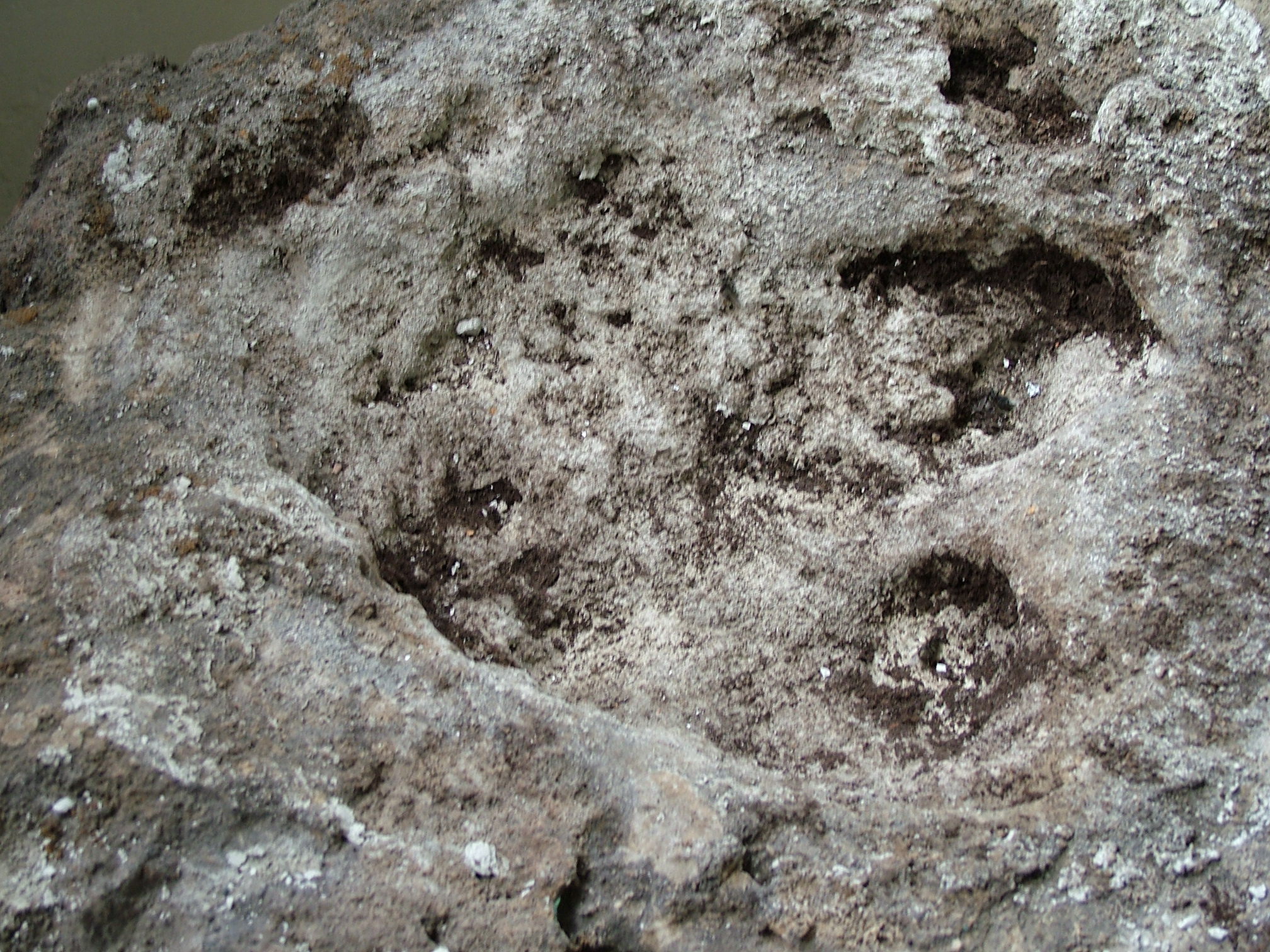 Zbliżenie na trop Dakentrura - wystawa paleontologiczna Muzeum