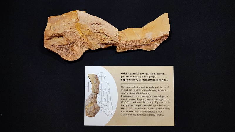 Niezwykłe znalezisko paleontologiczne w Muzeum Przyrody i Techniki