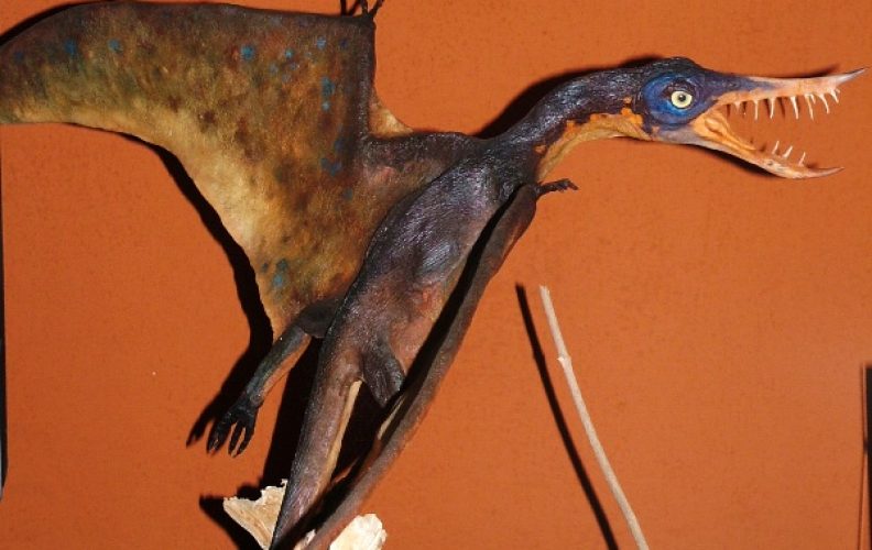 Fragment ekspozycji paleontologicznej w Muzeum